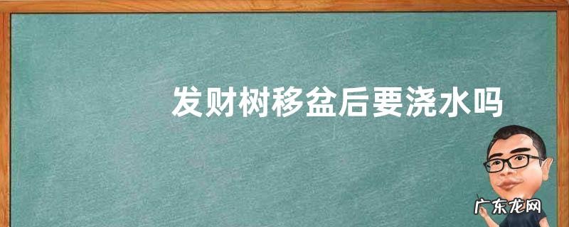 发财树移盆后要浇水吗