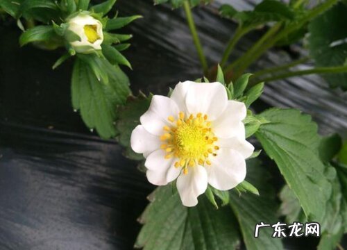 草莓花代表什么意思