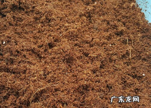 纯椰糠可以种多肉吗