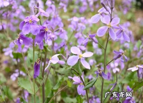 萝卜花是单性花吗