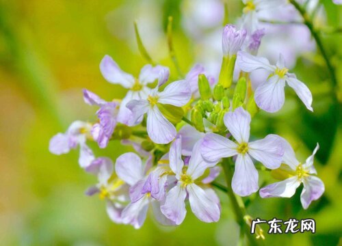 萝卜花是单性花吗