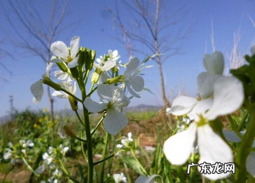 萝卜花是单性花吗
