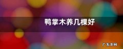 鸭掌木养几棵好