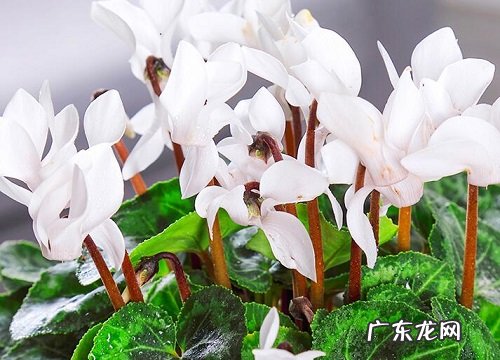 仙客来是四季开花吗