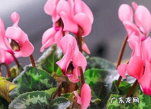 仙客来是四季开花吗