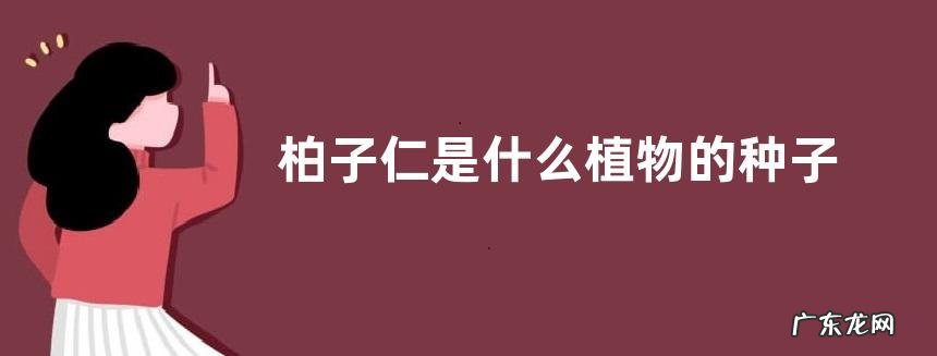 柏子仁是什么植物的种子
