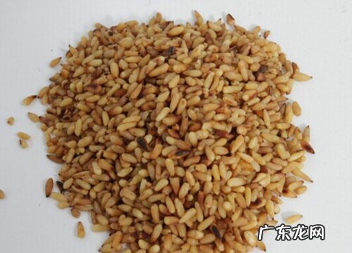 柏子仁是什么植物的种子