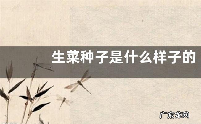 生菜种子是什么样子的