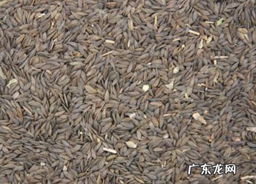 生菜种子是什么样子的