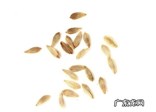 生菜种子是什么样子的