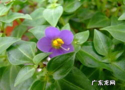 藻百年是一年生植物吗