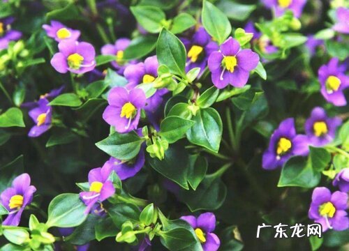 藻百年是一年生植物吗