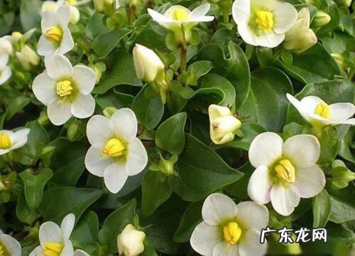 藻百年是一年生植物吗