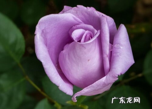 紫色玫瑰花代表什么意思