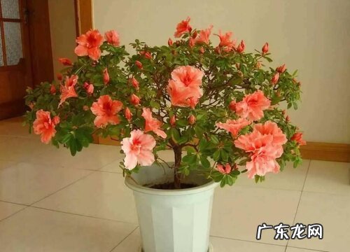 杜鹃花是四季开花吗