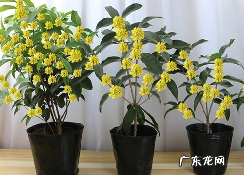 天香桂花树是四季开花吗