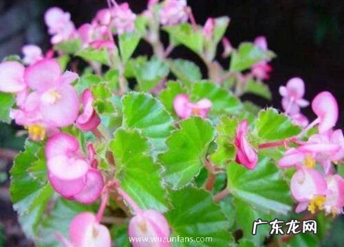 四季海棠是四季开花吗