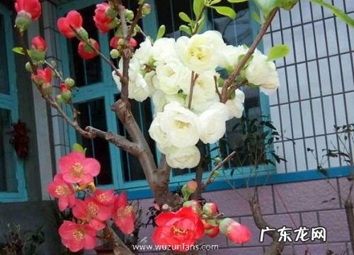 四季海棠是四季开花吗