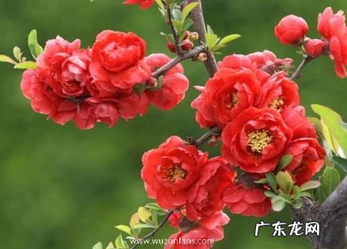 四季海棠是四季开花吗