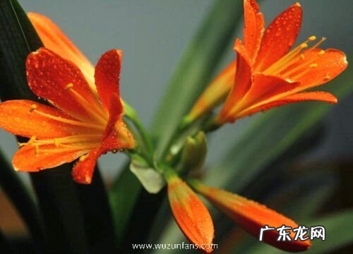 君子兰花期管理方法与要点