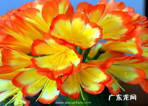 君子兰花期管理方法与要点