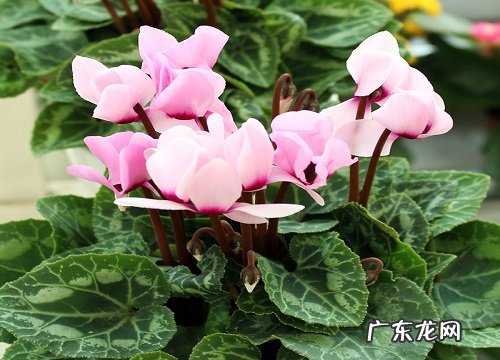 仙客来花期管理方法与要点