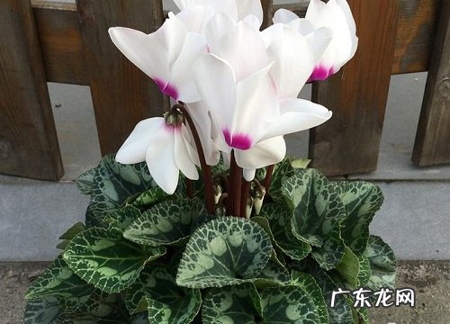 仙客来花期管理方法与要点