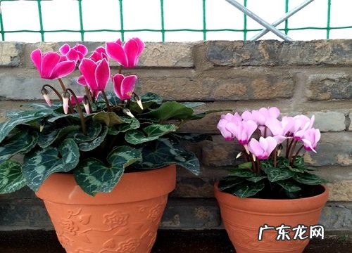 仙客来花期管理方法与要点