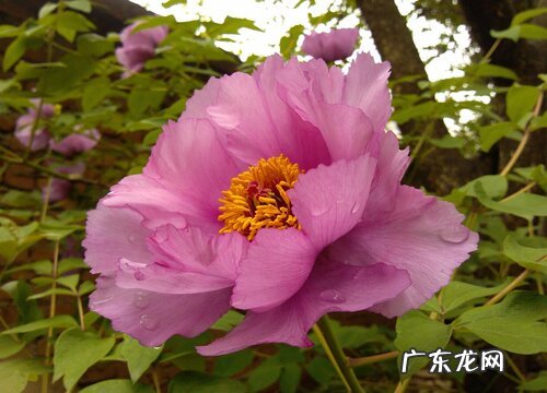 芙蓉花代表什么意思