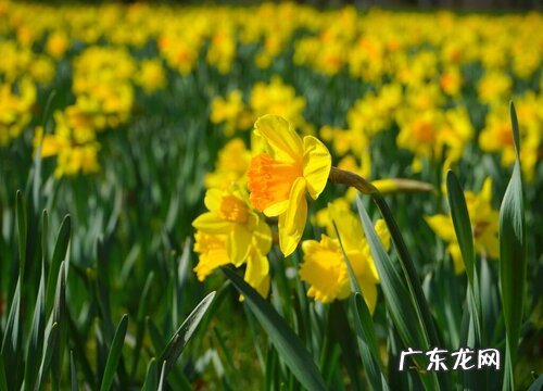 蟛蜞菊是蕨类植物吗