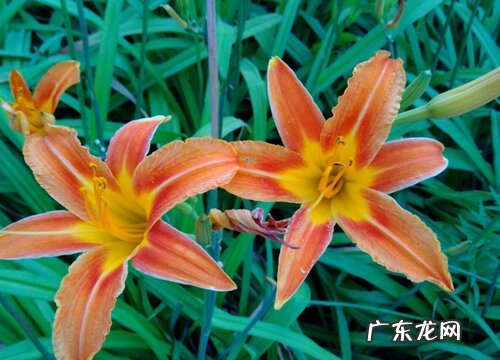 橙色百合花代表什么意思