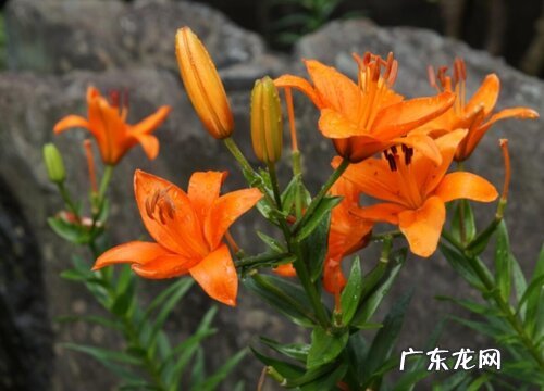 橙色百合花代表什么意思