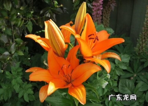 橙色百合花代表什么意思