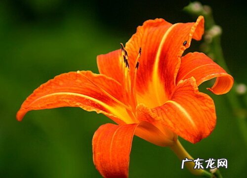 橙色百合花代表什么意思