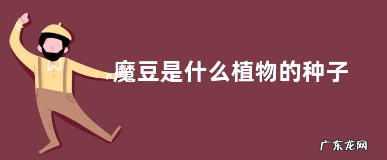 魔豆是什么植物的种子