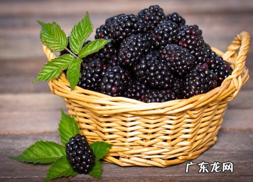 黑莓是什么季节的水果