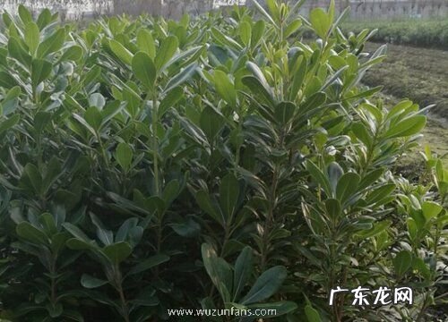 海桐是草本植物吗