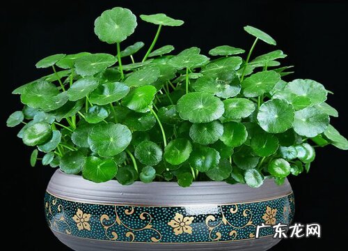 铜钱草怎么水培养殖方法