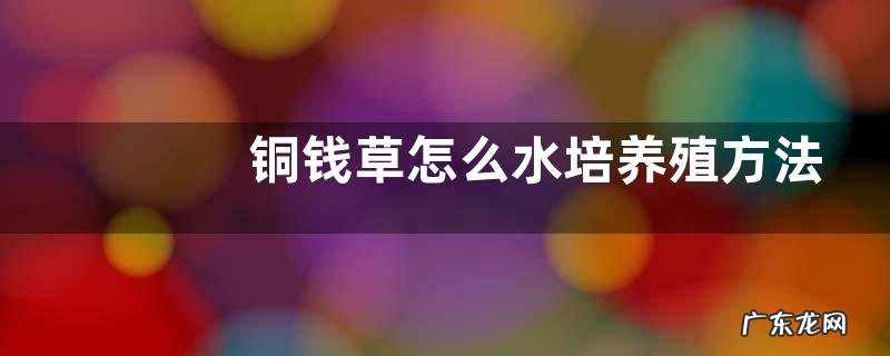 铜钱草怎么水培养殖方法