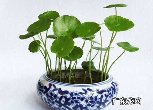 铜钱草怎么水培养殖方法