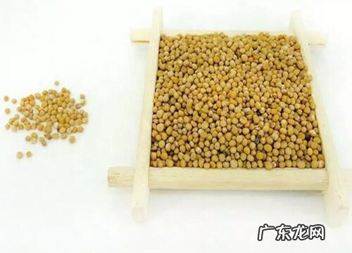 白芥子是什么植物的种子