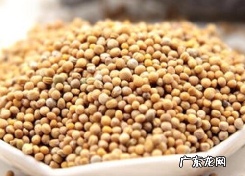 白芥子是什么植物的种子