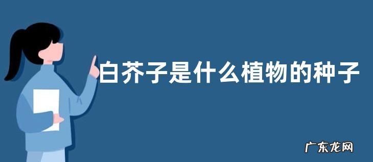 白芥子是什么植物的种子
