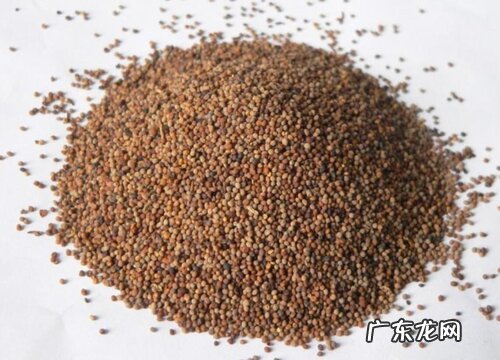 白芥子是什么植物的种子