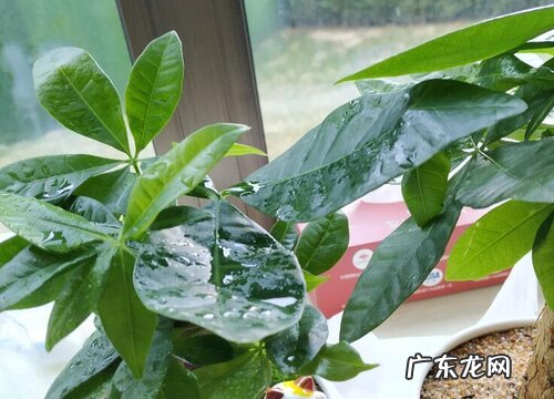 平安树叶尖干枯怎么办