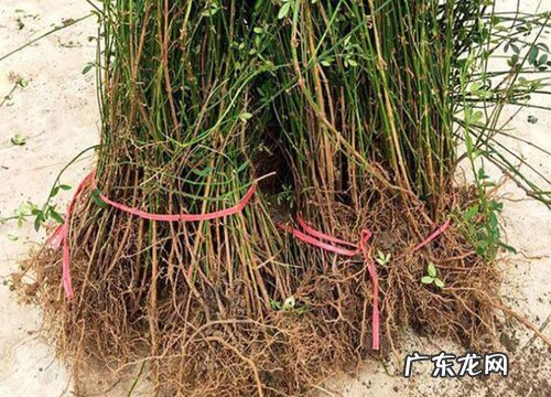 迎春花是木本植物吗