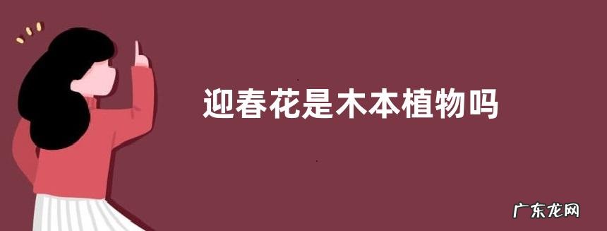 迎春花是木本植物吗