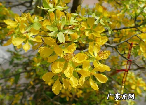 迎春花是木本植物吗