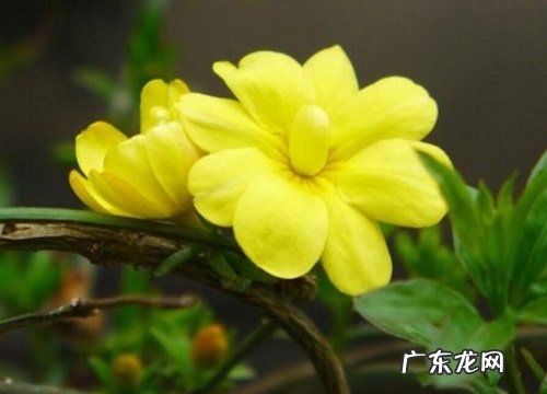 迎春花是木本植物吗