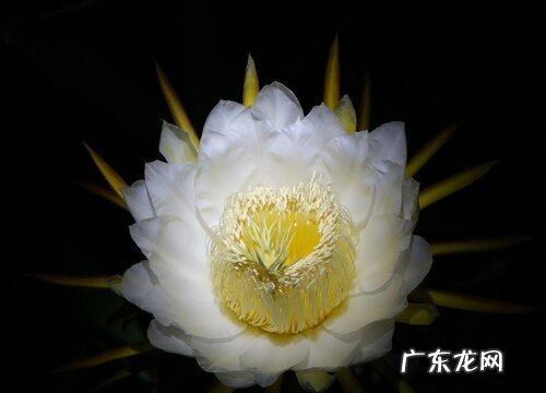 昙花开花温度多少度
